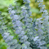 Leaflooms Eucalyptus Seeds