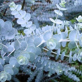Leaflooms Eucalyptus Seeds
