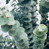 Leaflooms Eucalyptus Seeds