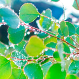 Leaflooms Eucalyptus Seeds