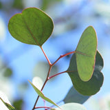 Leaflooms Eucalyptus Seeds