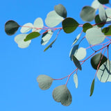 Leaflooms Eucalyptus Seeds