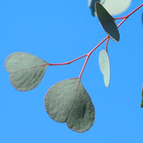 Leaflooms Eucalyptus Seeds