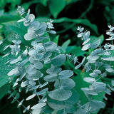 Leaflooms Eucalyptus Seeds