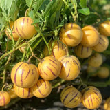 Solanum Muricatum Melon Pear Seeds