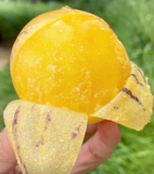 Solanum Muricatum Melon Pear Seeds