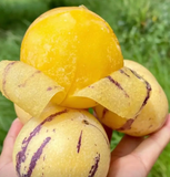 Solanum Muricatum Melon Pear Seeds