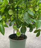 Passion Fruit Seeds – Easy to Grow, High Germination Rate