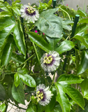 Passion Fruit Seeds – Easy to Grow, High Germination Rate
