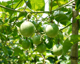 Passion Fruit Seeds – Easy to Grow, High Germination Rate