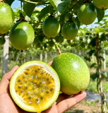 Passion Fruit Seeds – Easy to Grow, High Germination Rate