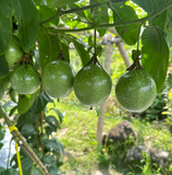 Passion Fruit Seeds – Easy to Grow, High Germination Rate