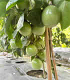Passion Fruit Seeds – Easy to Grow, High Germination Rate