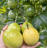 Passion Fruit Seeds – Easy to Grow, High Germination Rate