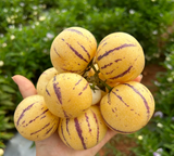 Solanum Muricatum Melon Pear Seeds