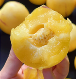 Solanum Muricatum Melon Pear Seeds