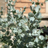 Leaflooms Eucalyptus Seeds