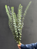 Leaflooms Eucalyptus Seeds