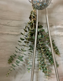 Leaflooms Eucalyptus Seeds